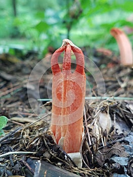 Alien looking fungus Clathrus columnatus, commonly known as the column stinkhorn